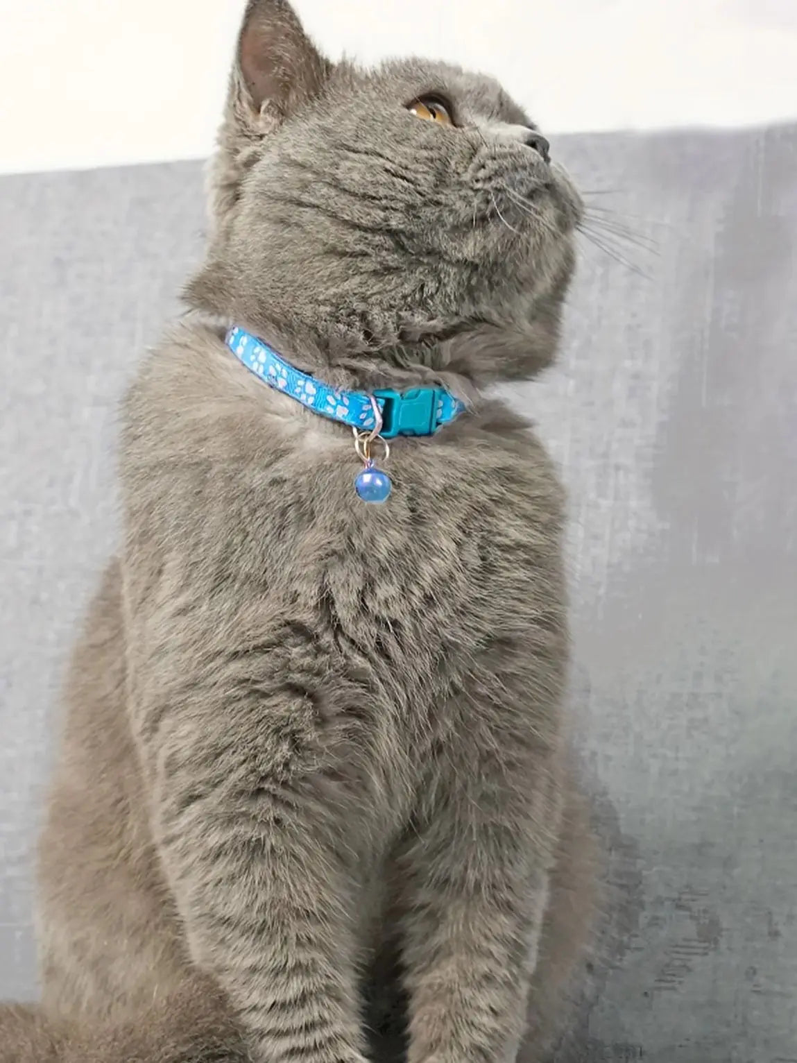 Colorful Adjustable Cat Collar with Bell