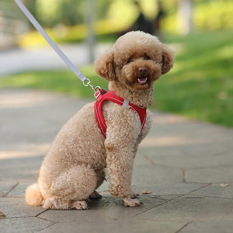 Adjustable Puppy Harness and Leash Set