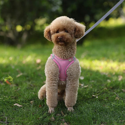 Adjustable Puppy Harness and Leash Set